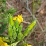 Oenothera biennis Arall