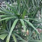 Rhapis excelsa Hostoa