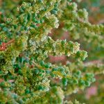 Salsola longifolia Blatt