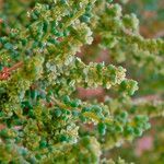 Salsola longifolia Blad