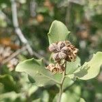 Quillaja saponaria Fruit