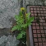 Rorippa palustris Çiçek