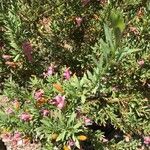 Eremophila oppositifolia Feuille