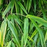 Pseudosasa japonica Leaf