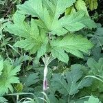 Heracleum lanatum Листок