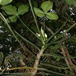Philodendron rothschuhianum Otro