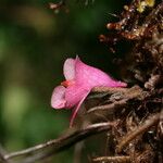 Dendrobium cuthbertsonii 花