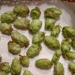 Humulus lupulus Froito