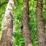 Aesculus glabra Alkat (teljes növény)