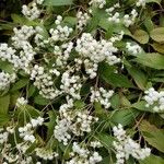 Ageratina riparia Flor