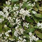 Ageratina riparia പുഷ്പം