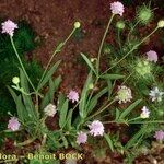 Cephalaria syriaca ശീലം