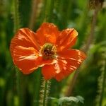 Papaver atlanticum Žiedas