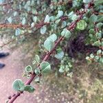 Ceanothus verrucosusLeaf