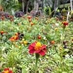 Tagetes patula ശീലം