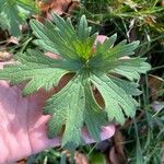 Geranium palustre Leaf
