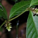 Alternanthera costaricensis Diğer