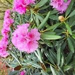 Rhododendron degronianum പുഷ്പം