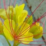 Erythrostemon gilliesii Flors