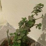 Coleus barbatus Leht