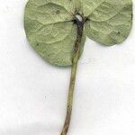 Quararibea bracteolosa Otro