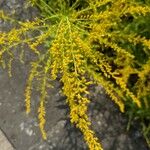 Solidago odora Λουλούδι