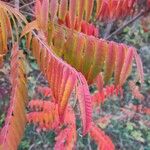 Rhus typhinaBlad