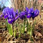 Iris spuria Habit