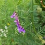 Vicia tenuifoliaLorea