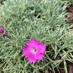 Dianthus gratianopolitanus Bloem