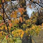 Ulmus carpinifolia Feuille