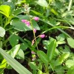 Desmodium uncinatum Flower