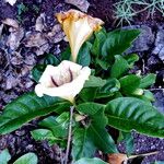 Solandra grandiflora عادت داشتن