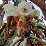 Rhododendron sinogrande Blomst