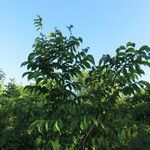 Ulmus rubra Агульны выгляд