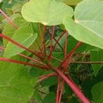 Idesia polycarpa Leaf