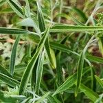 Hypoestes forskaolii Leaf