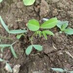 Vicia bithynica Leaf