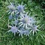 Eryngium bourgatiiFlower