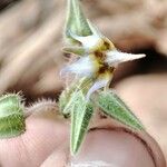 Trichodesma africanum Flor