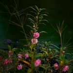 Impatiens balsamina Habit