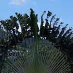 Ravenala madagascariensis Lehti