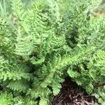 Woodsia ilvensis Feuille