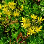 Phedimus hybridus Flower