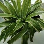 Yucca gloriosaLeaf