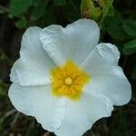 Cistus salviifoliusBlüte