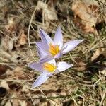 Crocus reticulatus 花