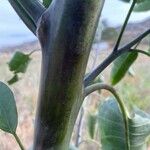 Nicotiana glauca Кора