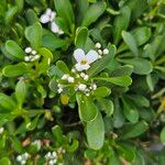 Iberis semperflorens Çiçek