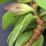Codonanthe macradenia Fruto